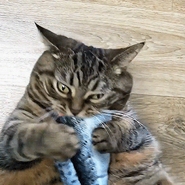 Electric Fish Cat Toy Perfect for Biting, Chewing and Kicking, Moves by Itself